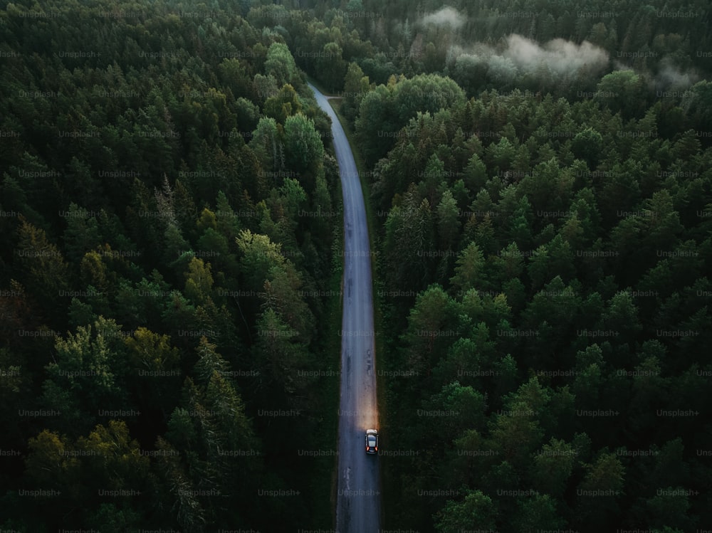 森の真ん中の道路を走る車