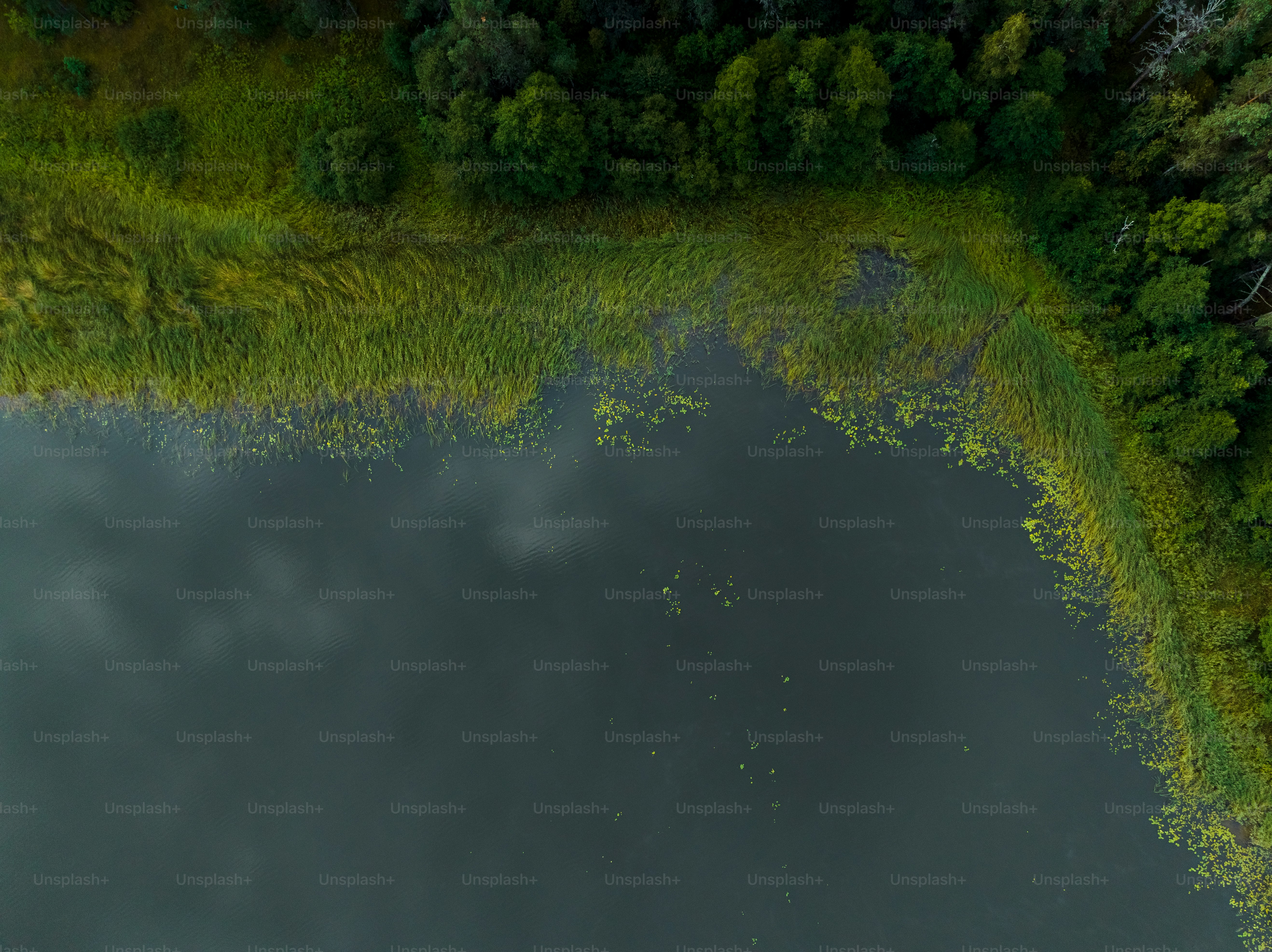 a large body of water surrounded by trees