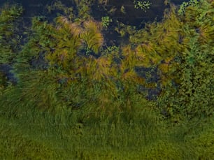 Ein von Bäumen umgebener Teich aus der Vogelperspektive