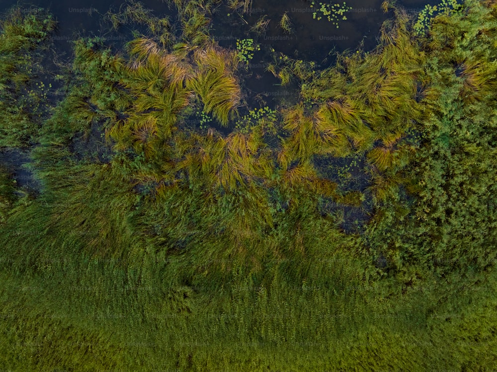 una vista de pájaro de un estanque rodeado de árboles