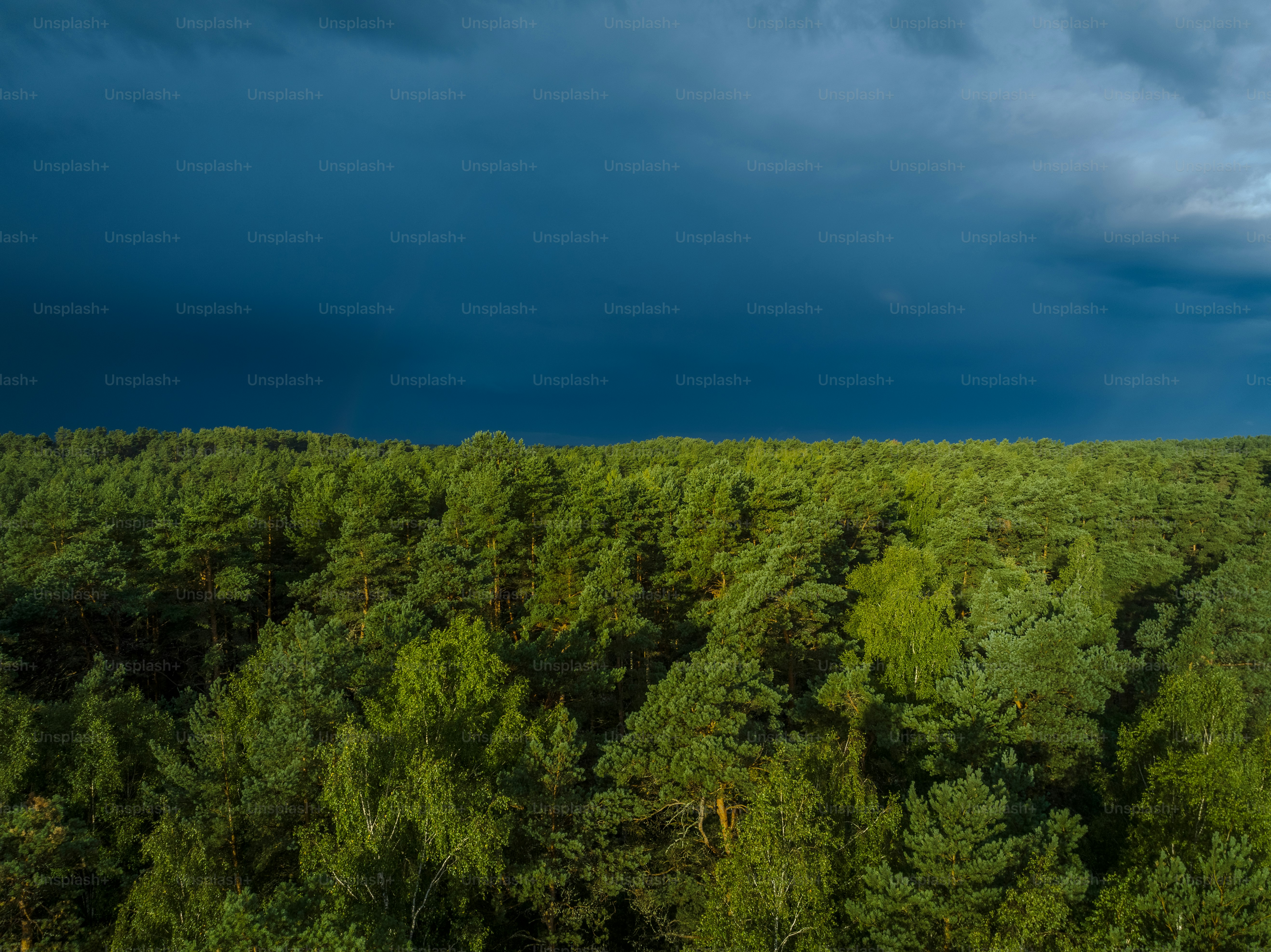 a view of a forest under a cloudy sky