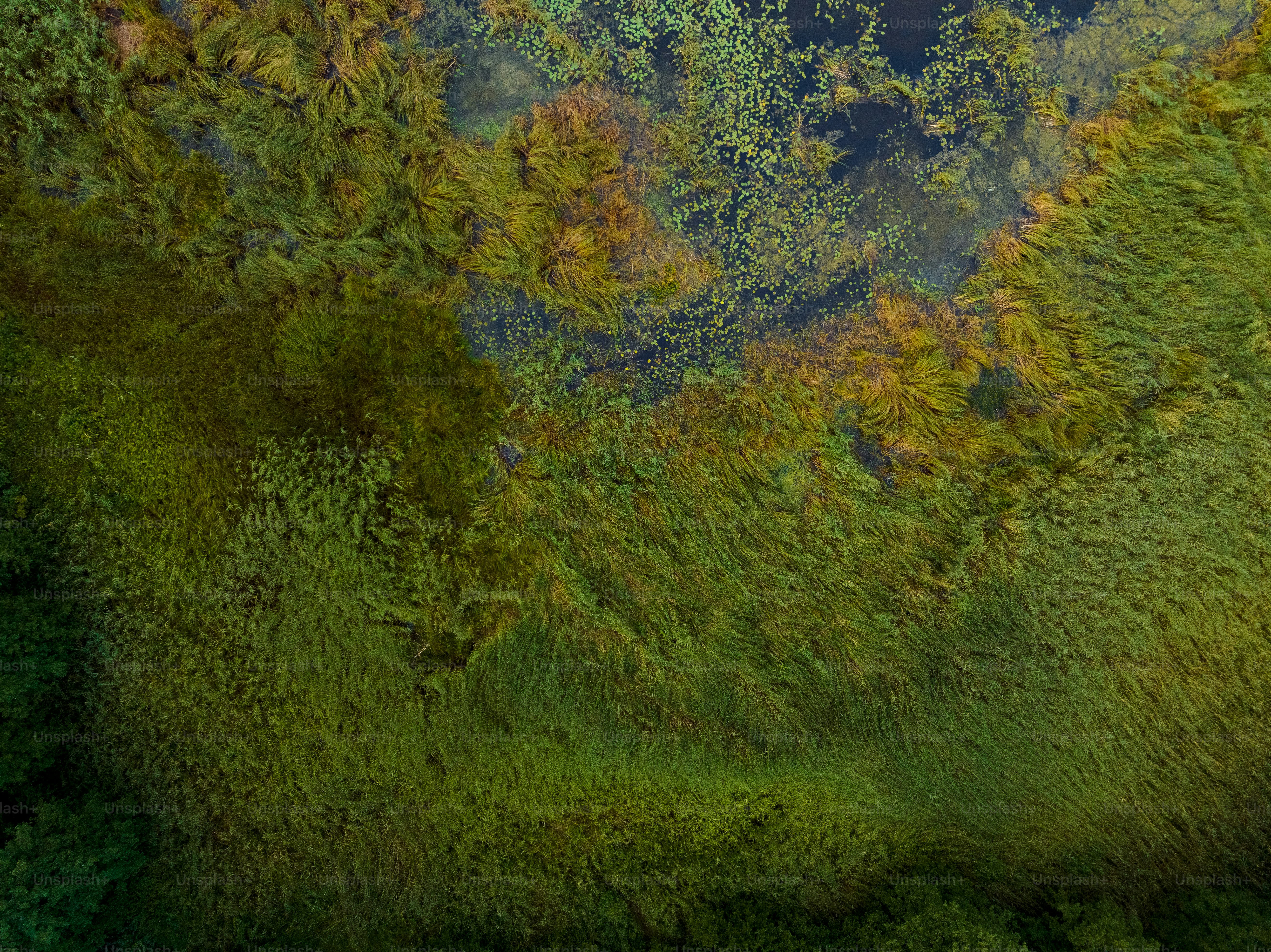 una veduta aerea di una lussureggiante foresta verde