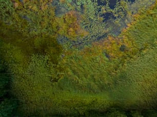 an aerial view of a lush green forest