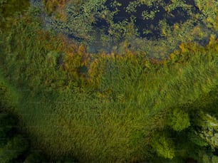 Vista aérea de uma lagoa cercada por árvores