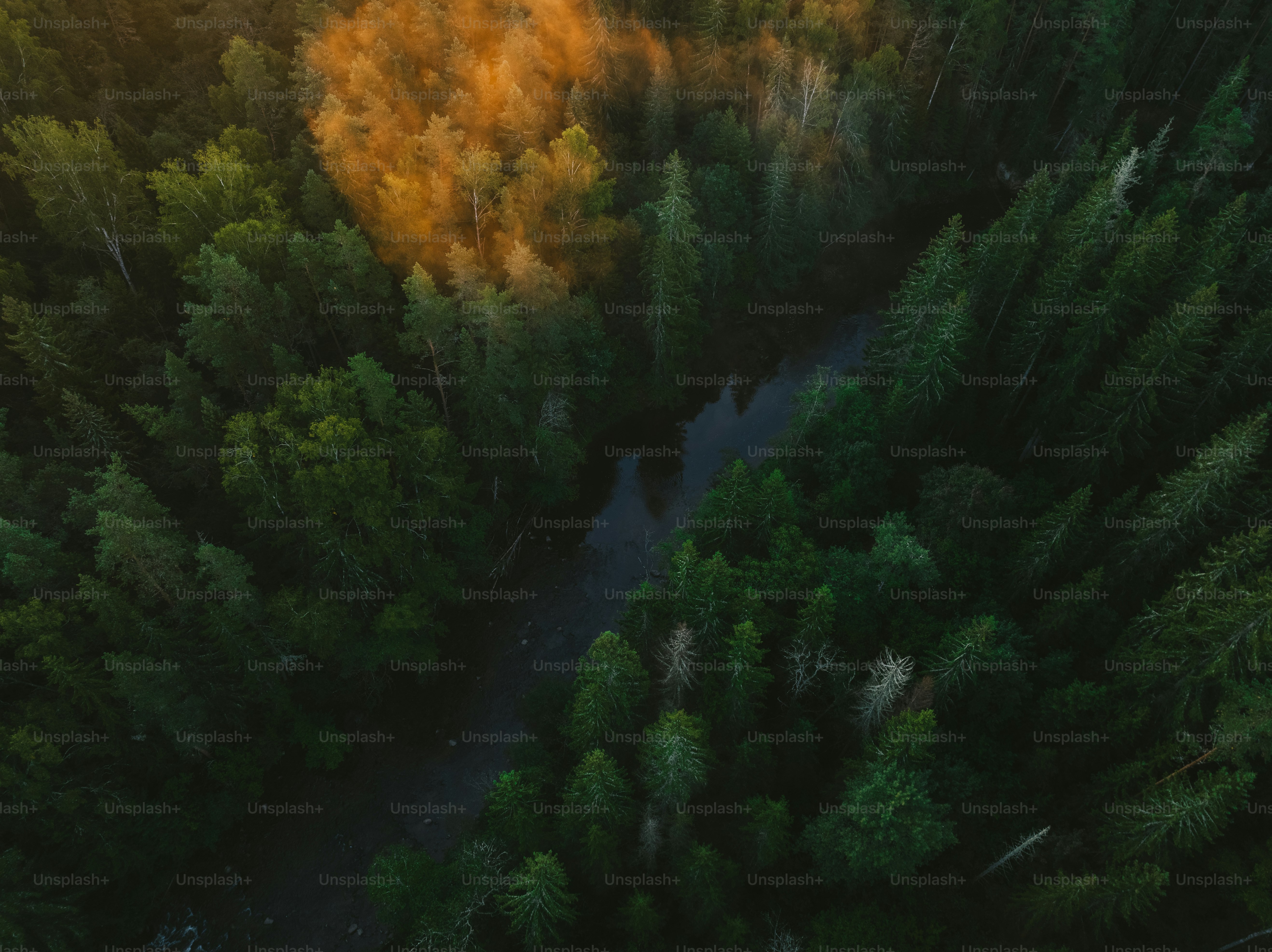 une rivière qui coule à travers une forêt verdoyante