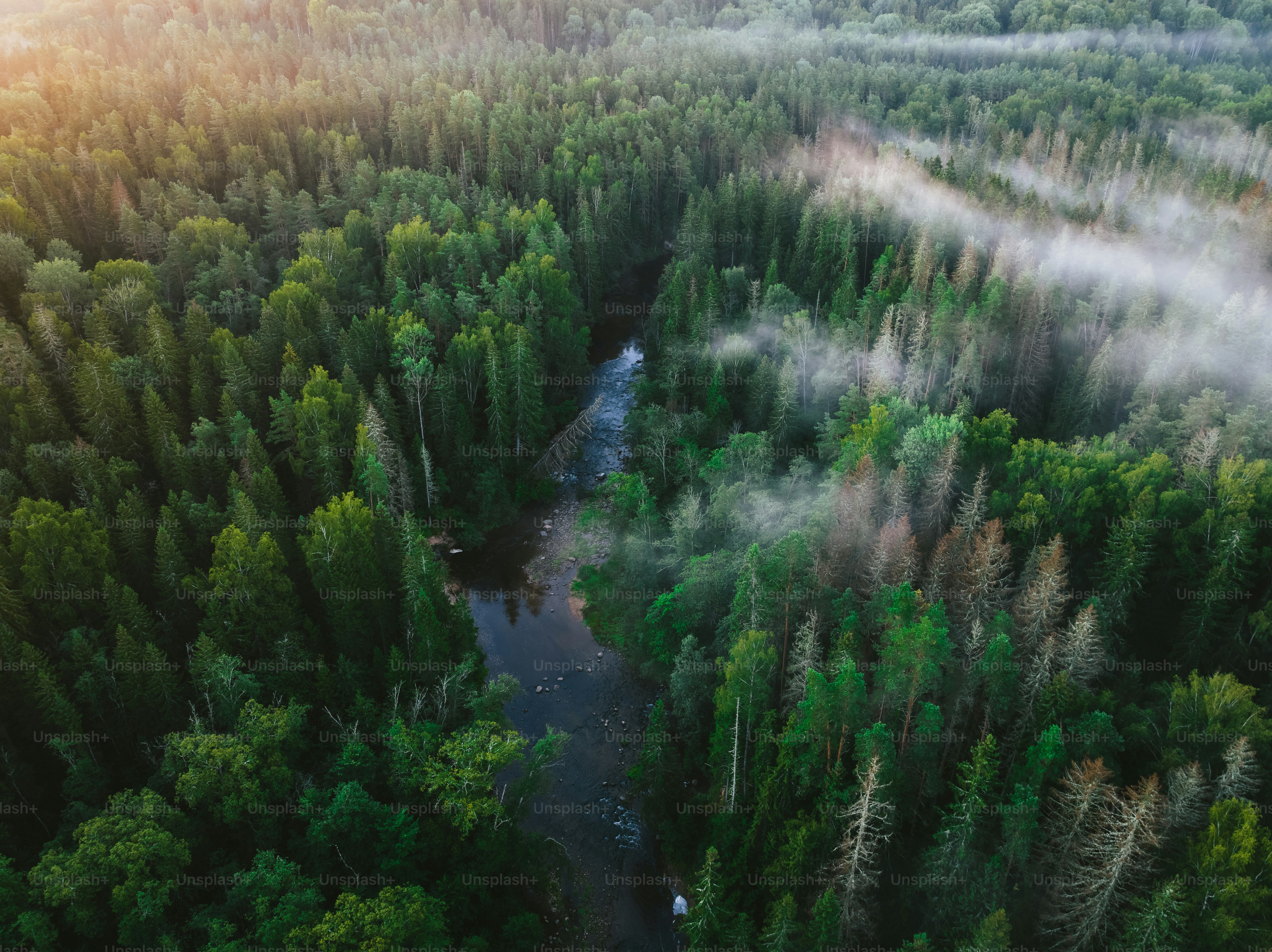 a river running through a lush green forest