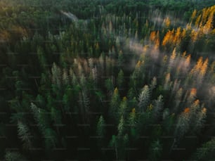 a forest filled with lots of tall trees