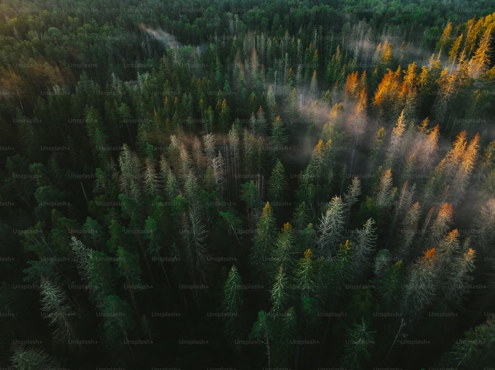 Une forêt remplie de grands arbres