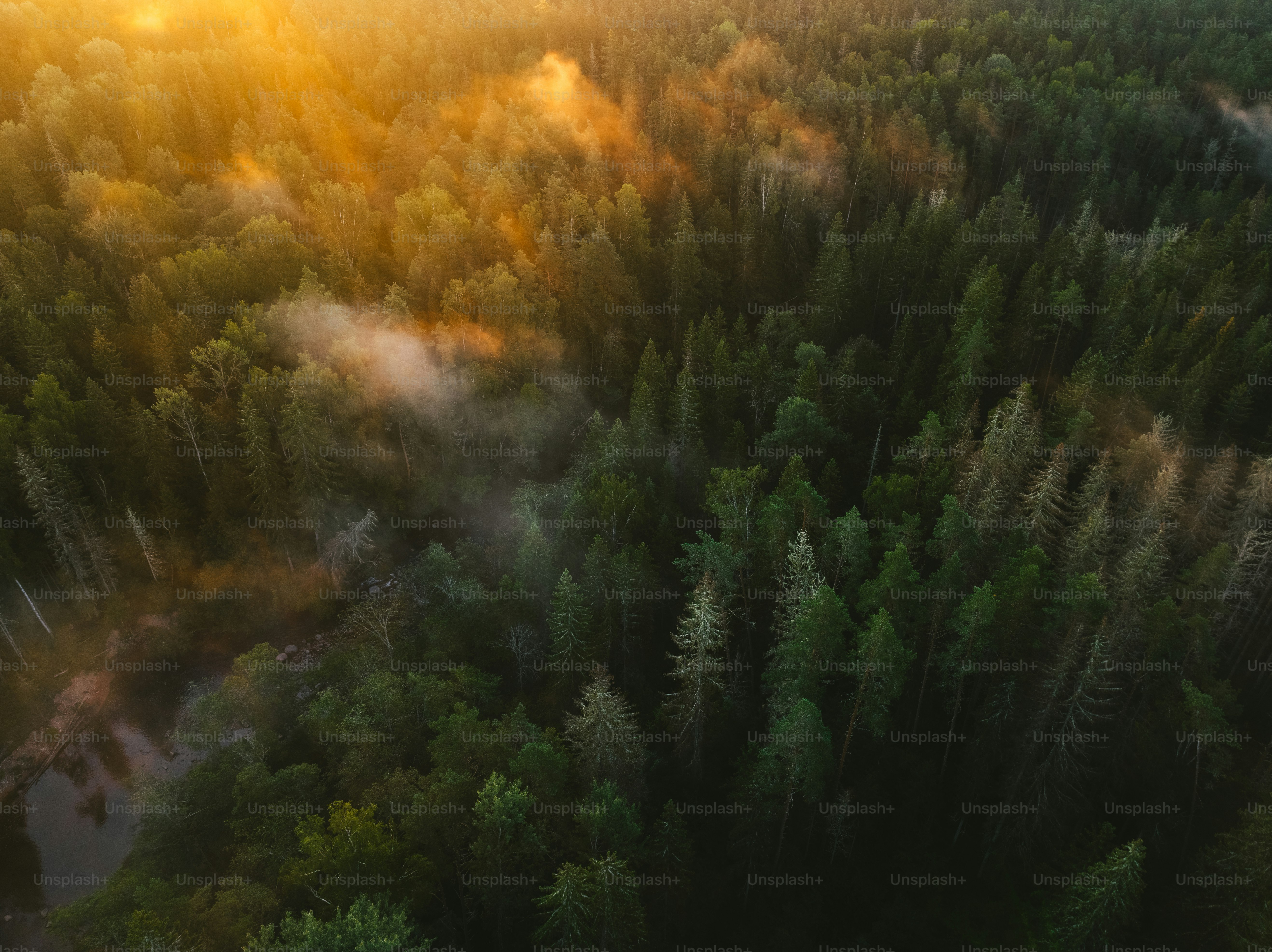 an aerial view of a forest at sunset