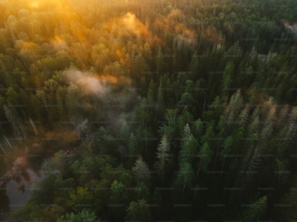 Une vue aérienne d’une forêt au coucher du soleil