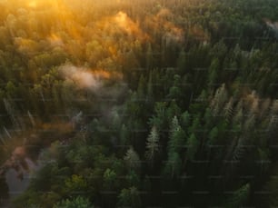 an aerial view of a forest at sunset