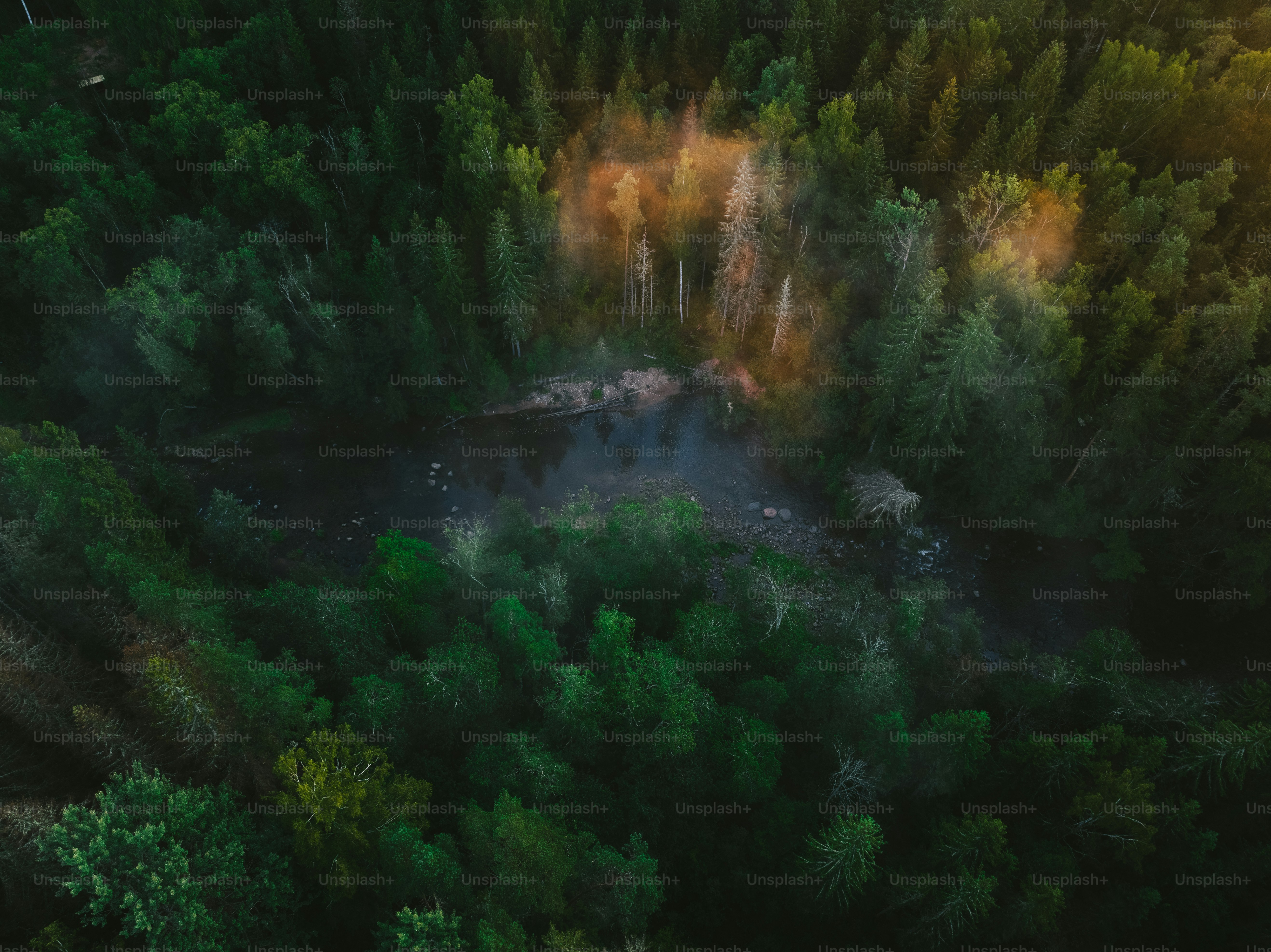 An aerial view of a forest with a river running through it photo ...
