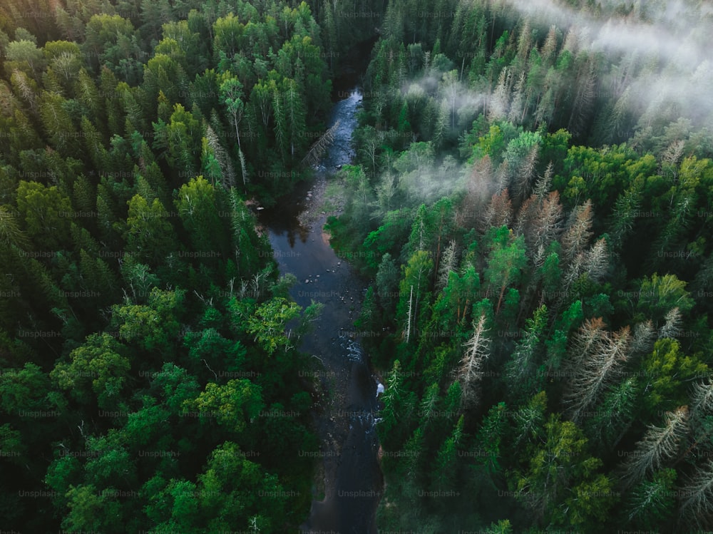 a river running through a lush green forest