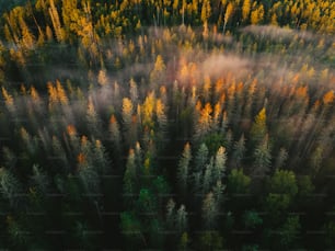 Ein Wald mit vielen hohen Bäumen