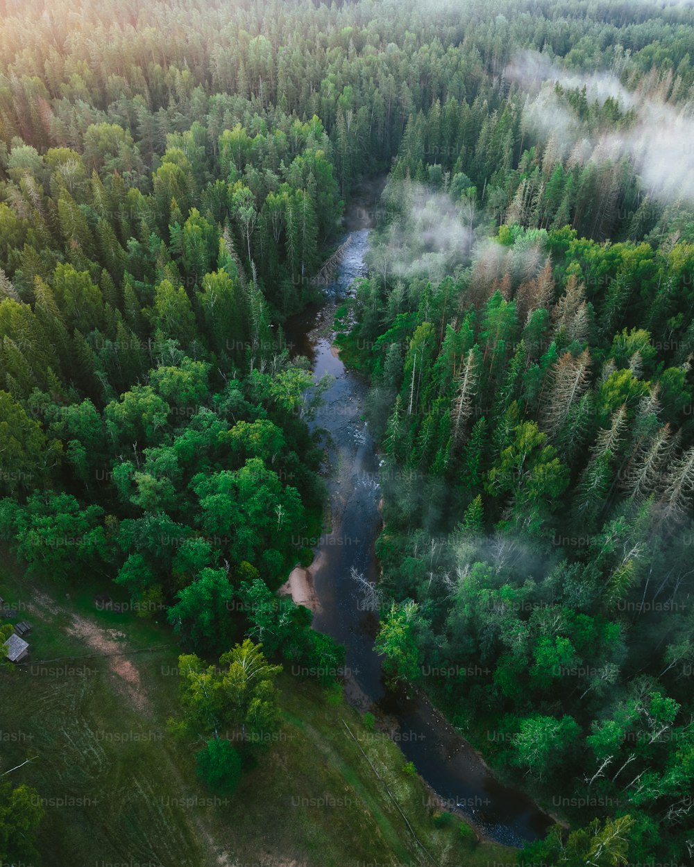 a river running through a lush green forest