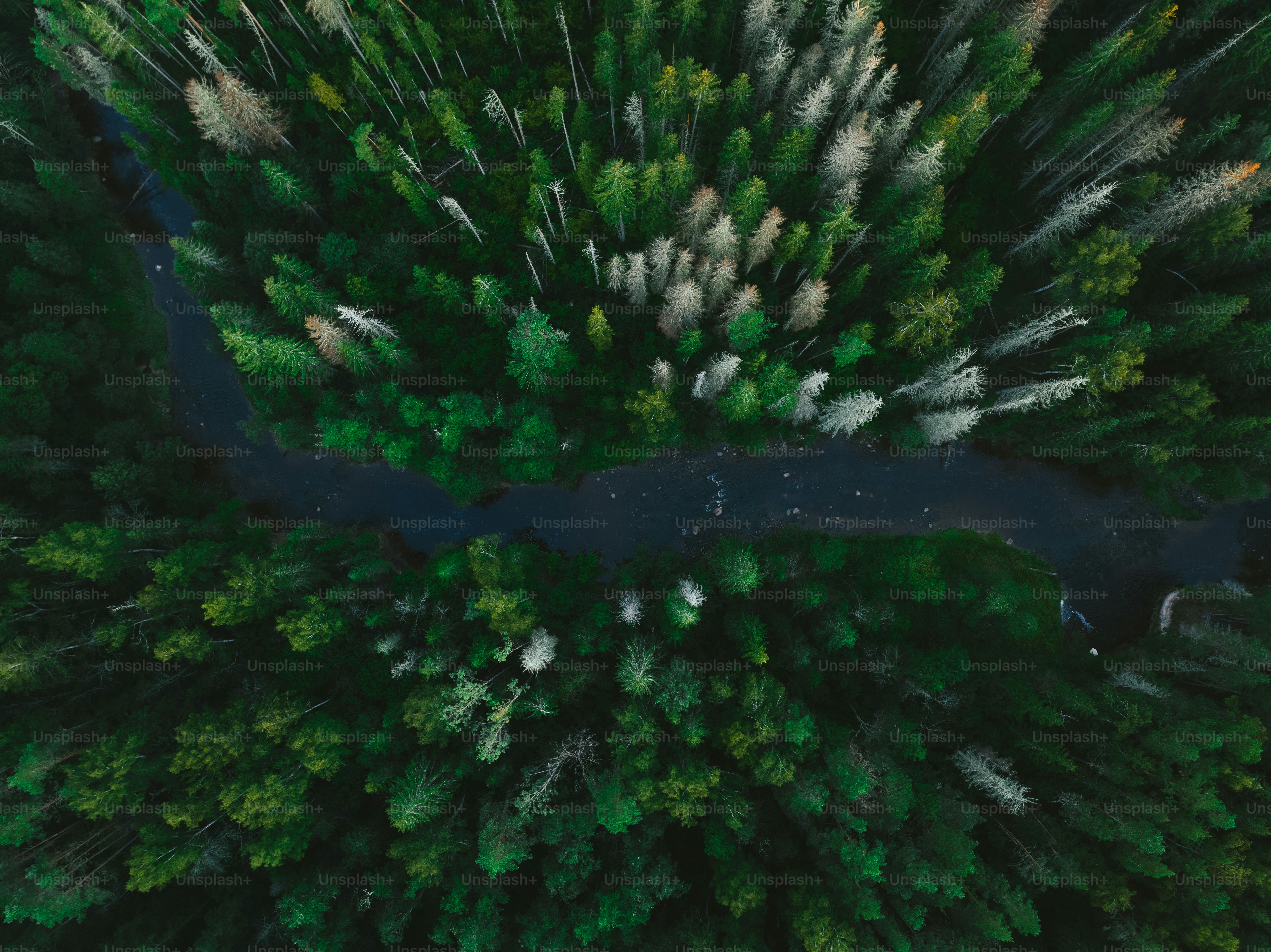 Ein Fluss, der durch einen üppigen grünen Wald fließt