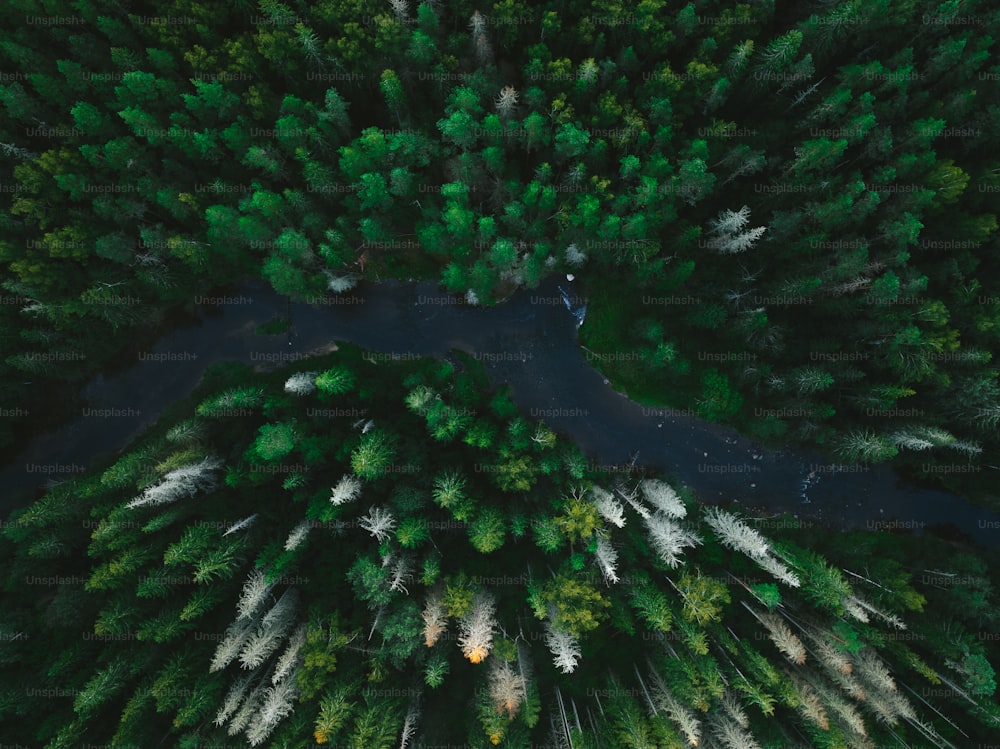 an aerial view of a forest with a river running through it