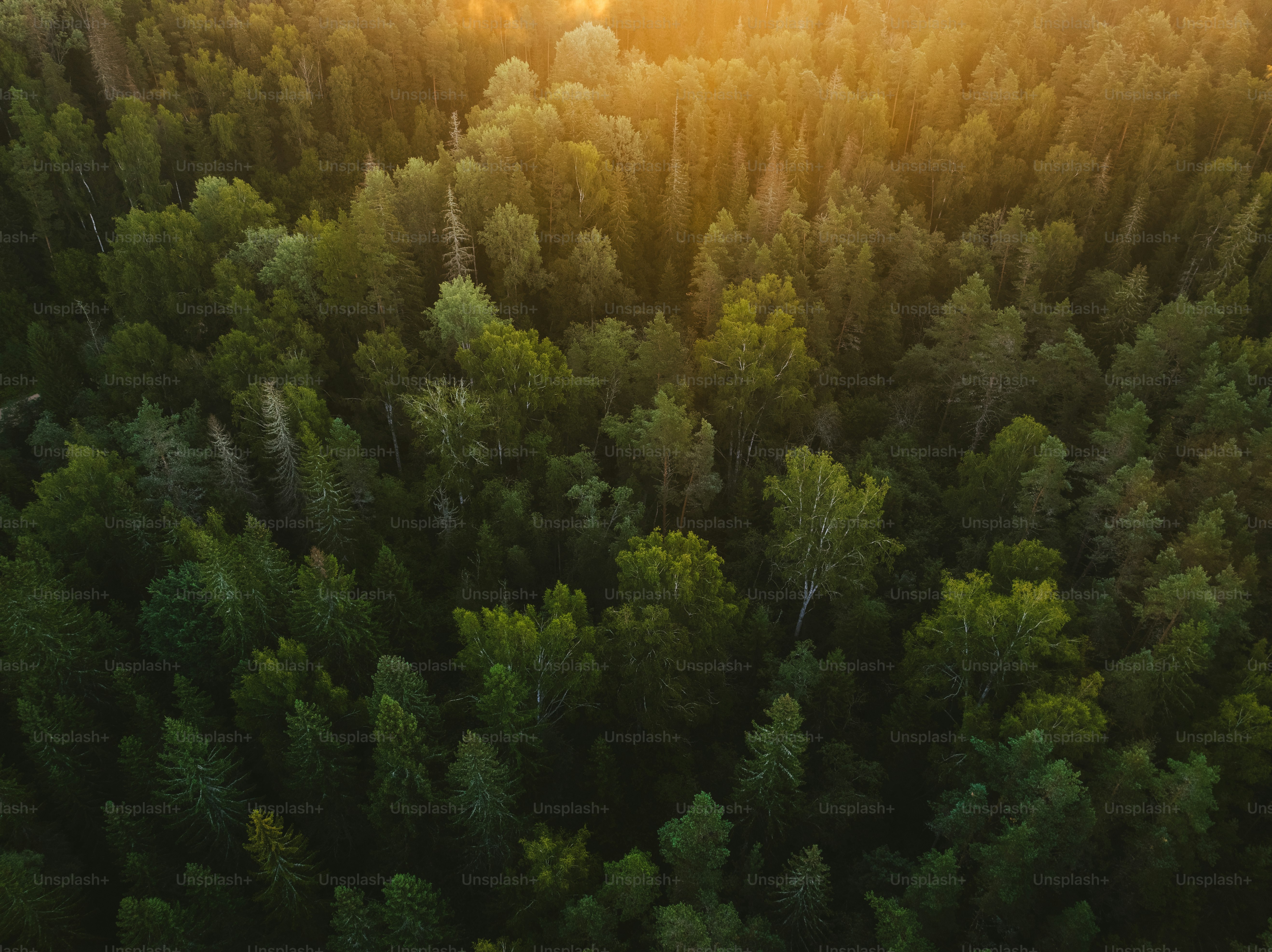 the sun is shining through the trees in the forest