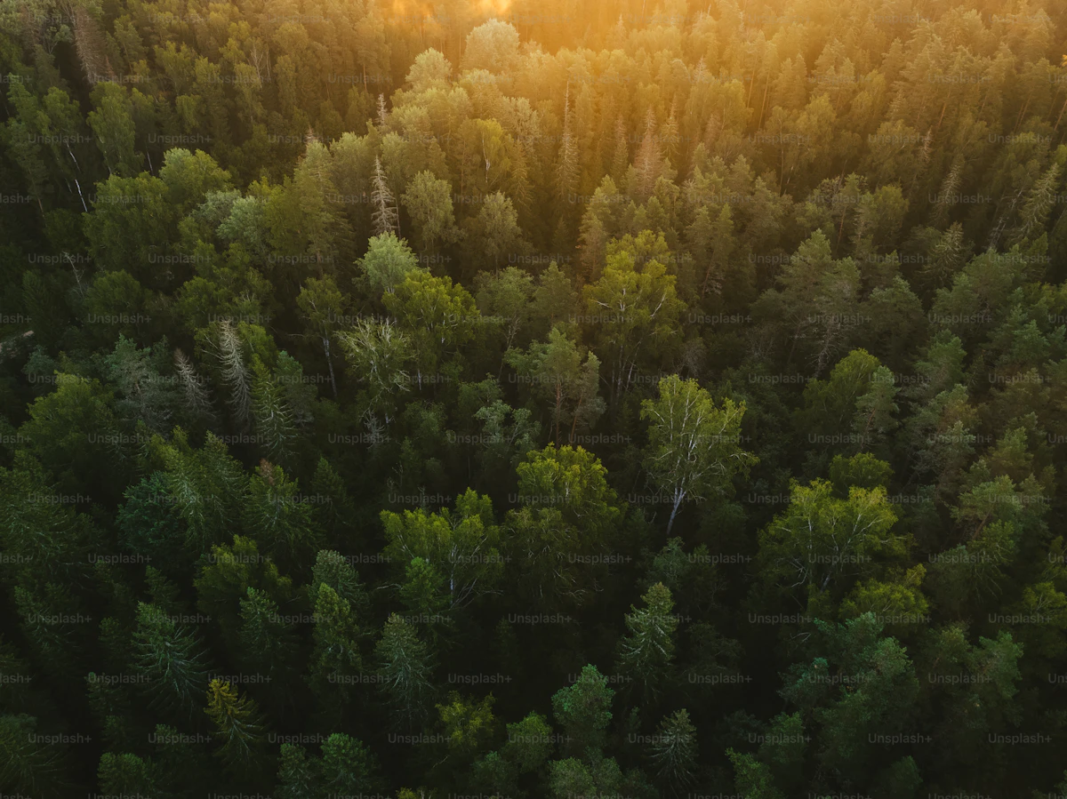 Lumière du soleil filtrant à travers les arbres d'une forêt