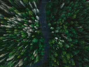 an aerial view of a river running through a forest