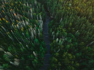 a river running through a lush green forest