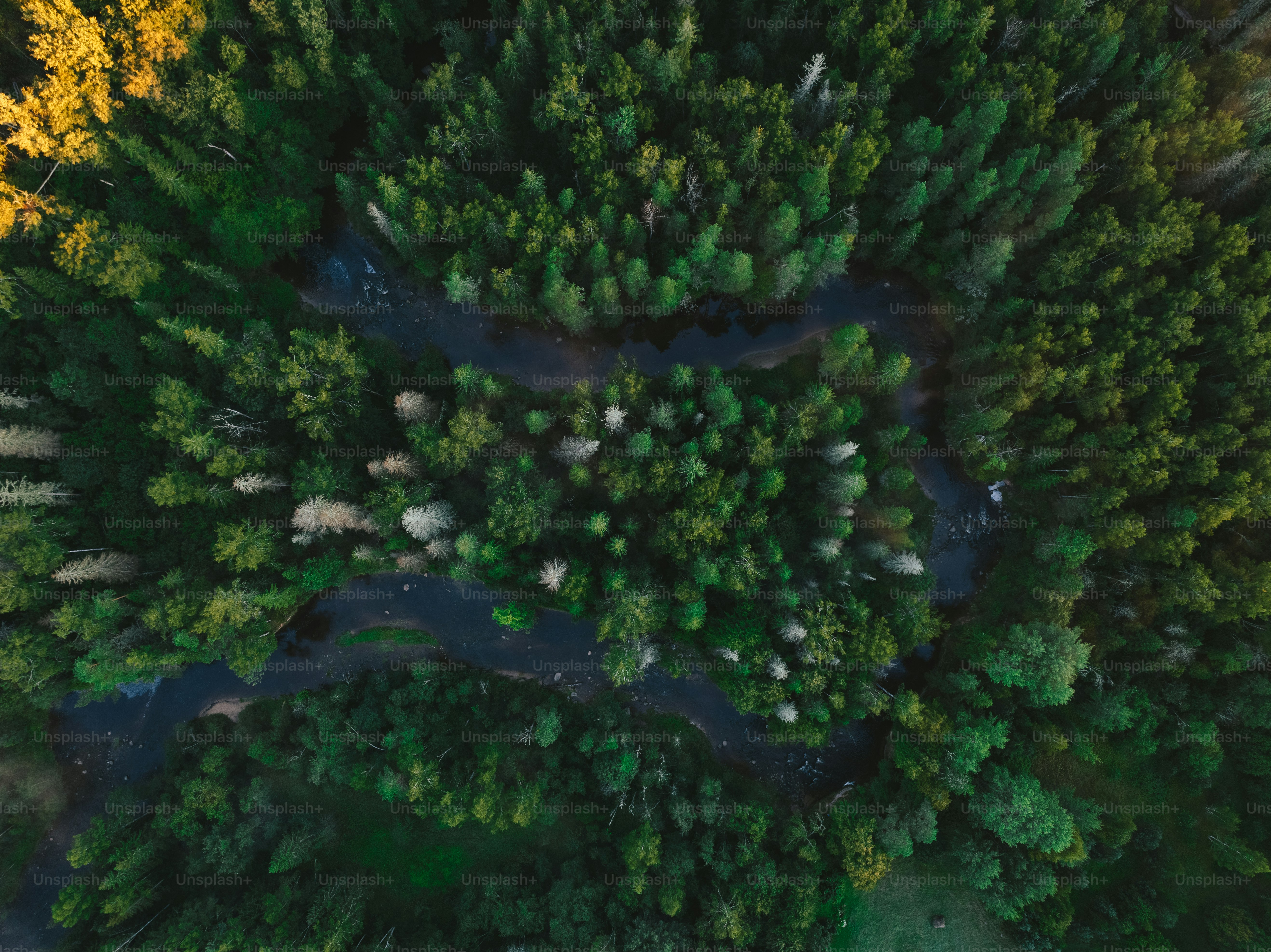 Eine Luftaufnahme eines Flusses, der durch einen Wald fließt