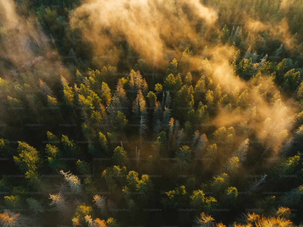 Vista aérea de uma floresta coberta de nevoeiro