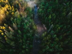 an aerial view of a forest with a river running through it