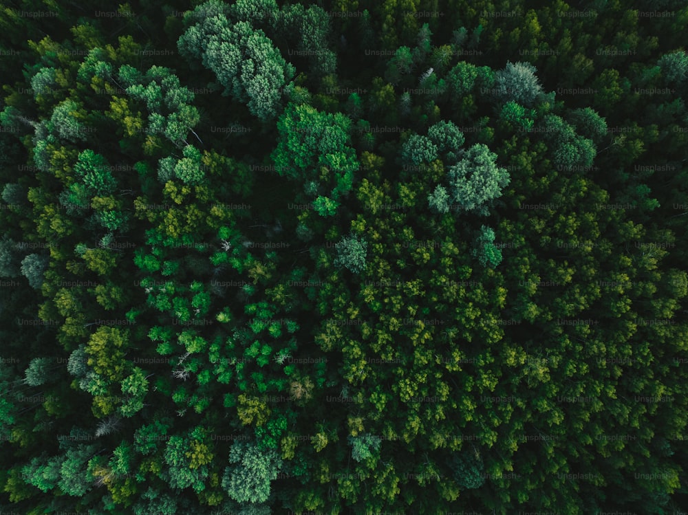 an aerial view of a forest with lots of trees