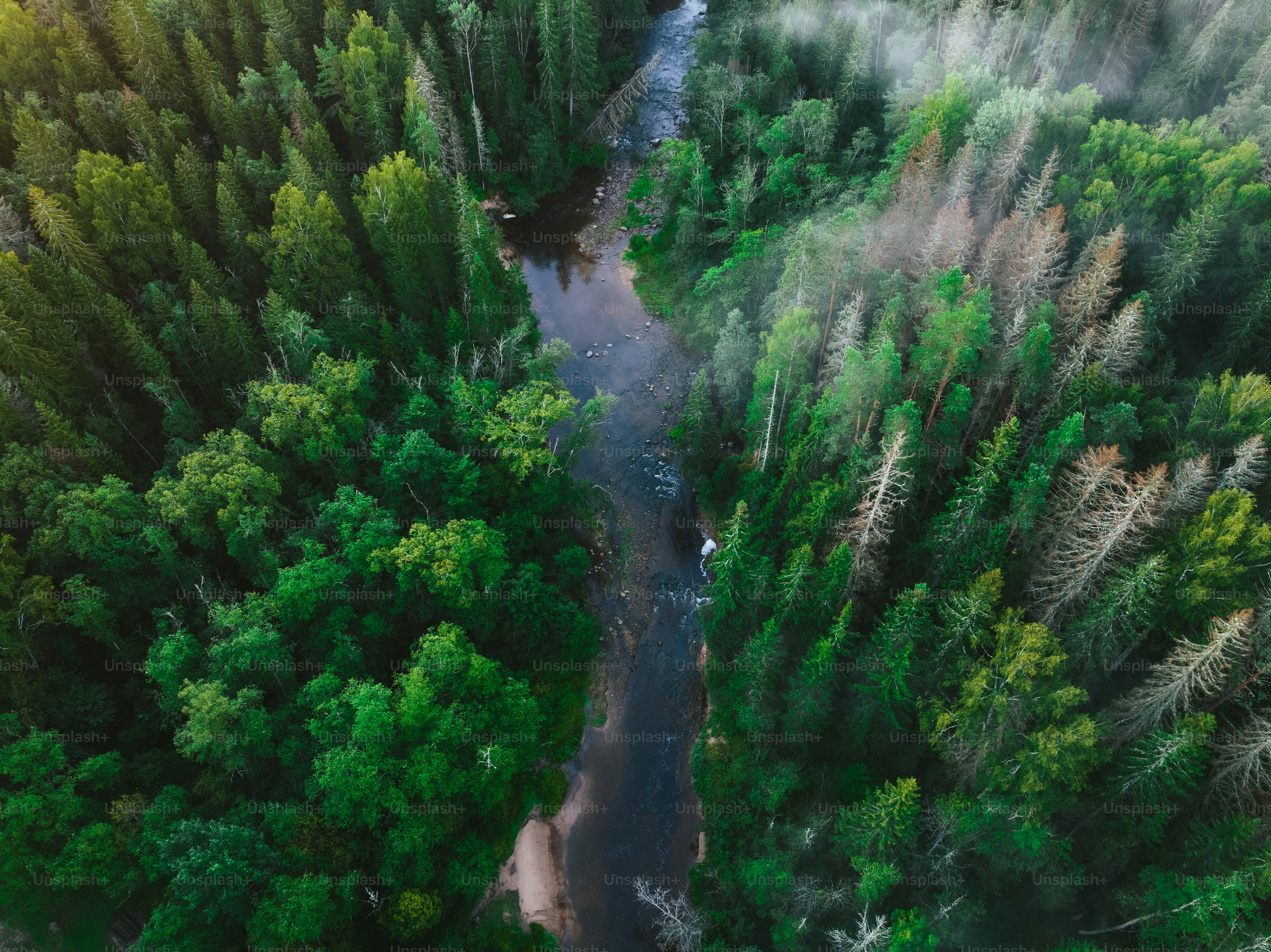 Ein Fluss, der durch einen üppigen grünen Wald fließt