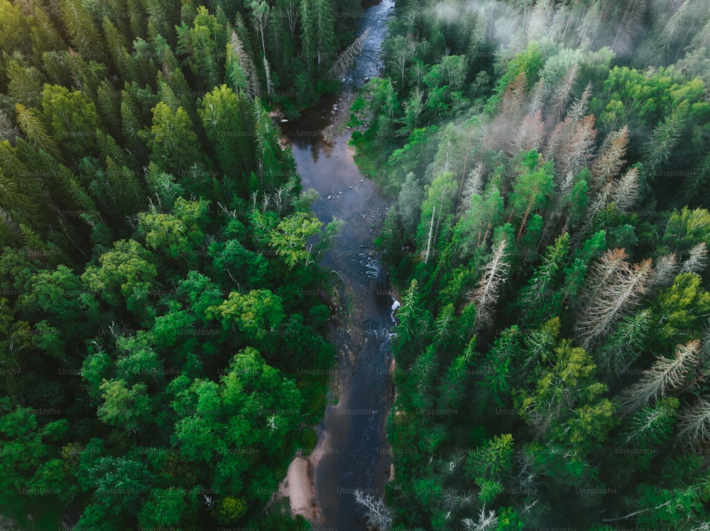 um rio que atravessa uma floresta verde exuberante