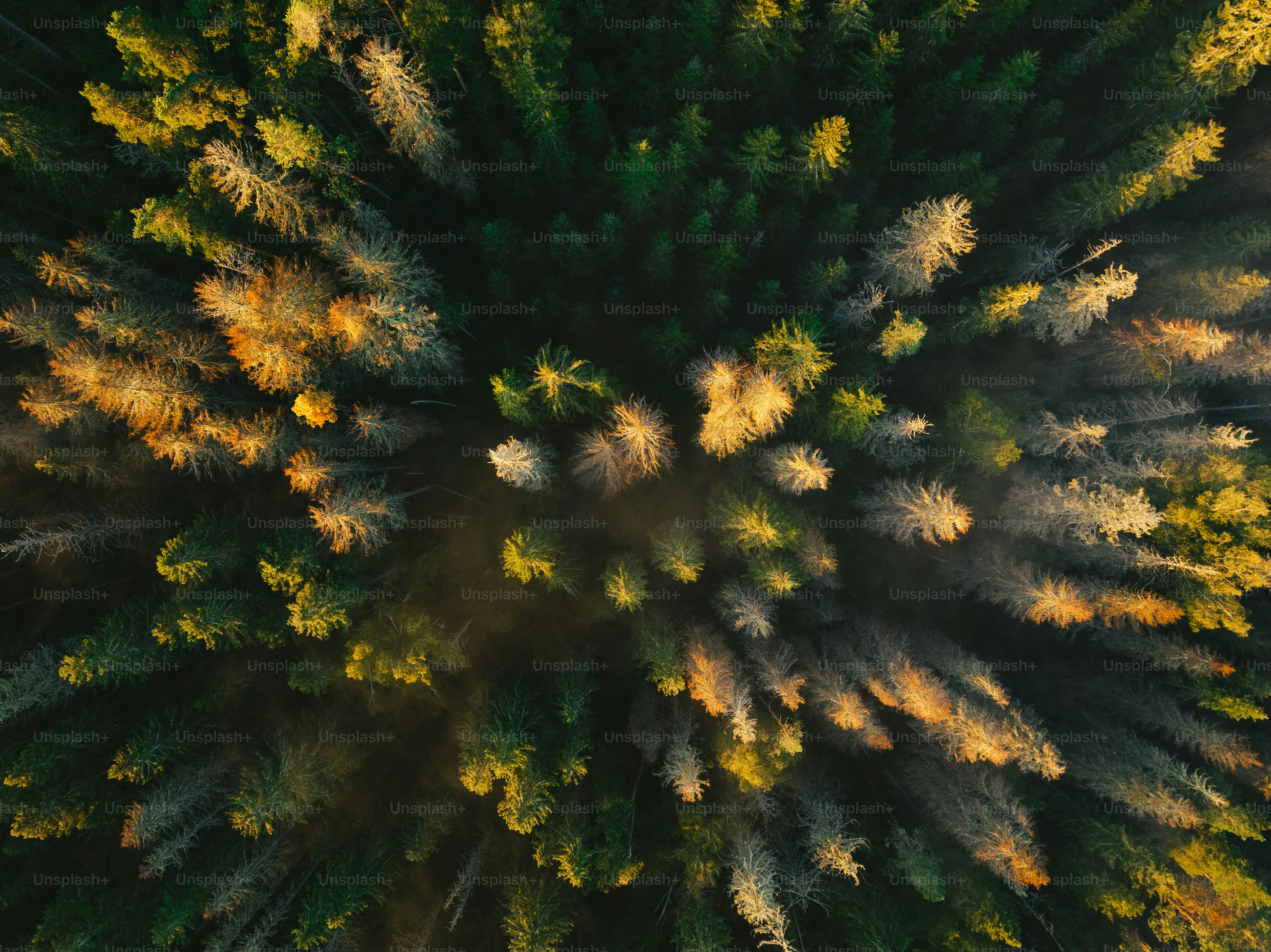 Une vue aérienne d’une forêt avec beaucoup d’arbres