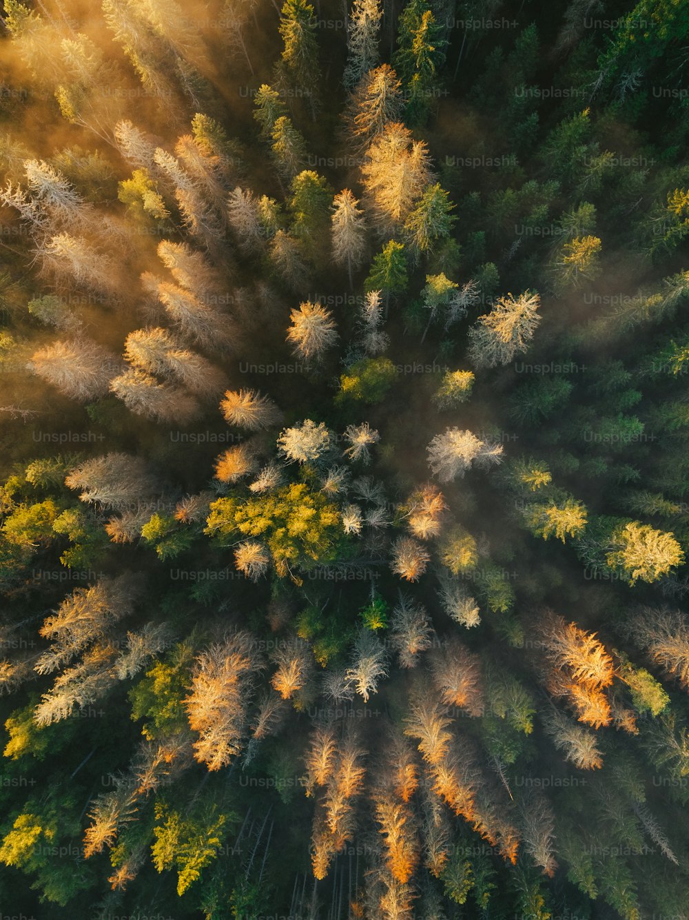 an aerial view of a forest with a lot of trees