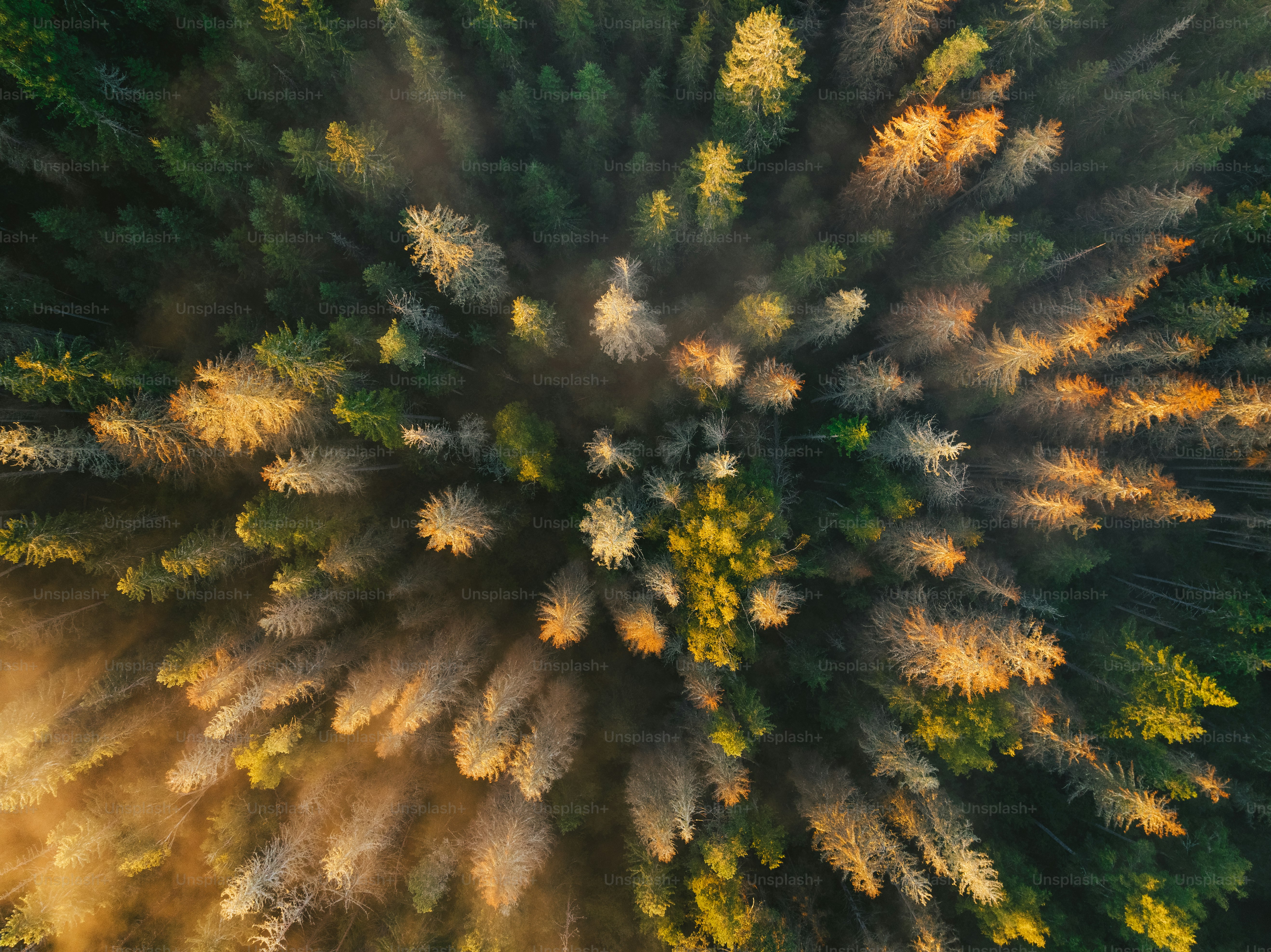 Eine Luftaufnahme eines Waldes mit vielen Bäumen