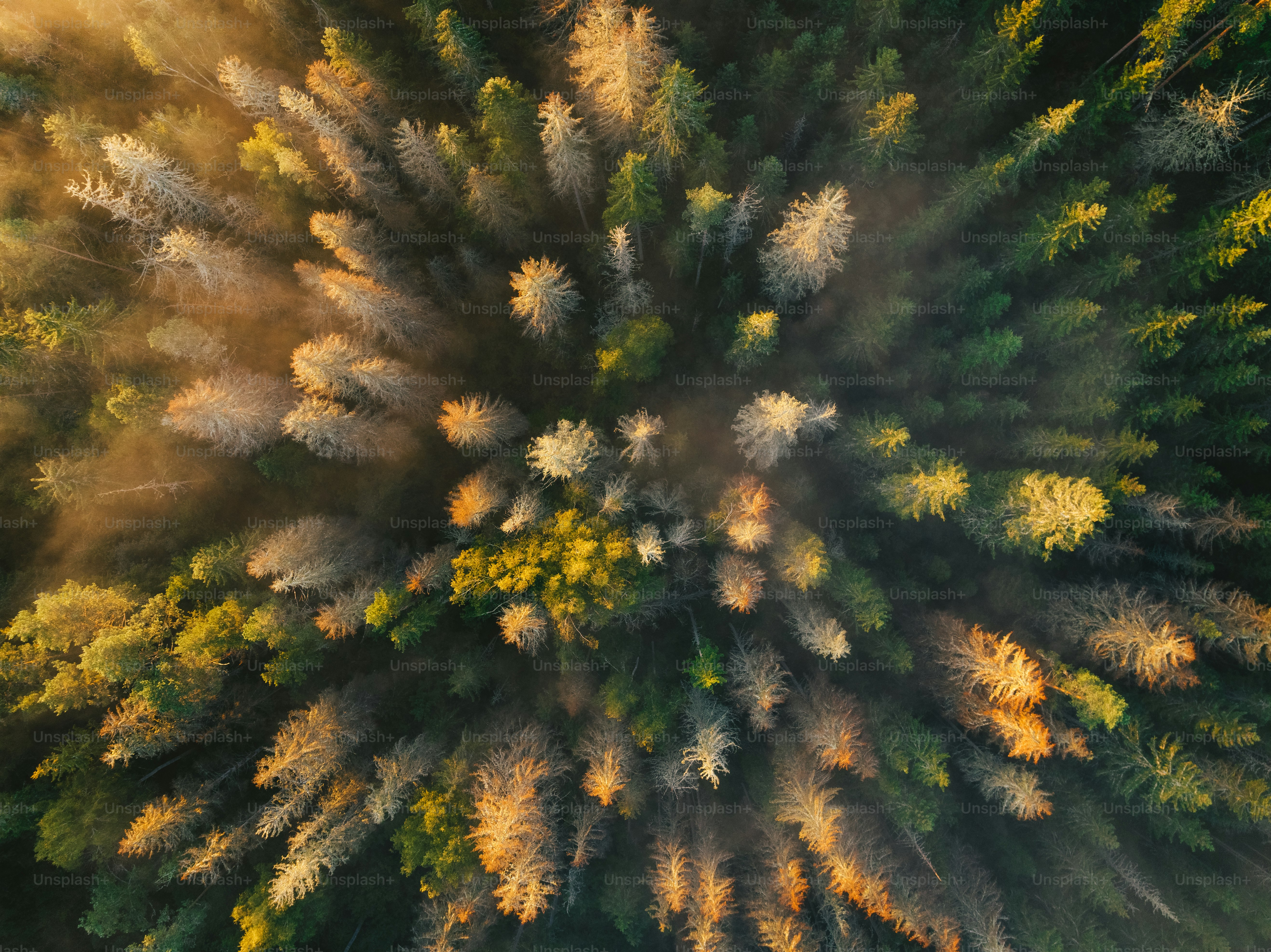 An aerial view of a river running through a forest photo – Forest Image ...