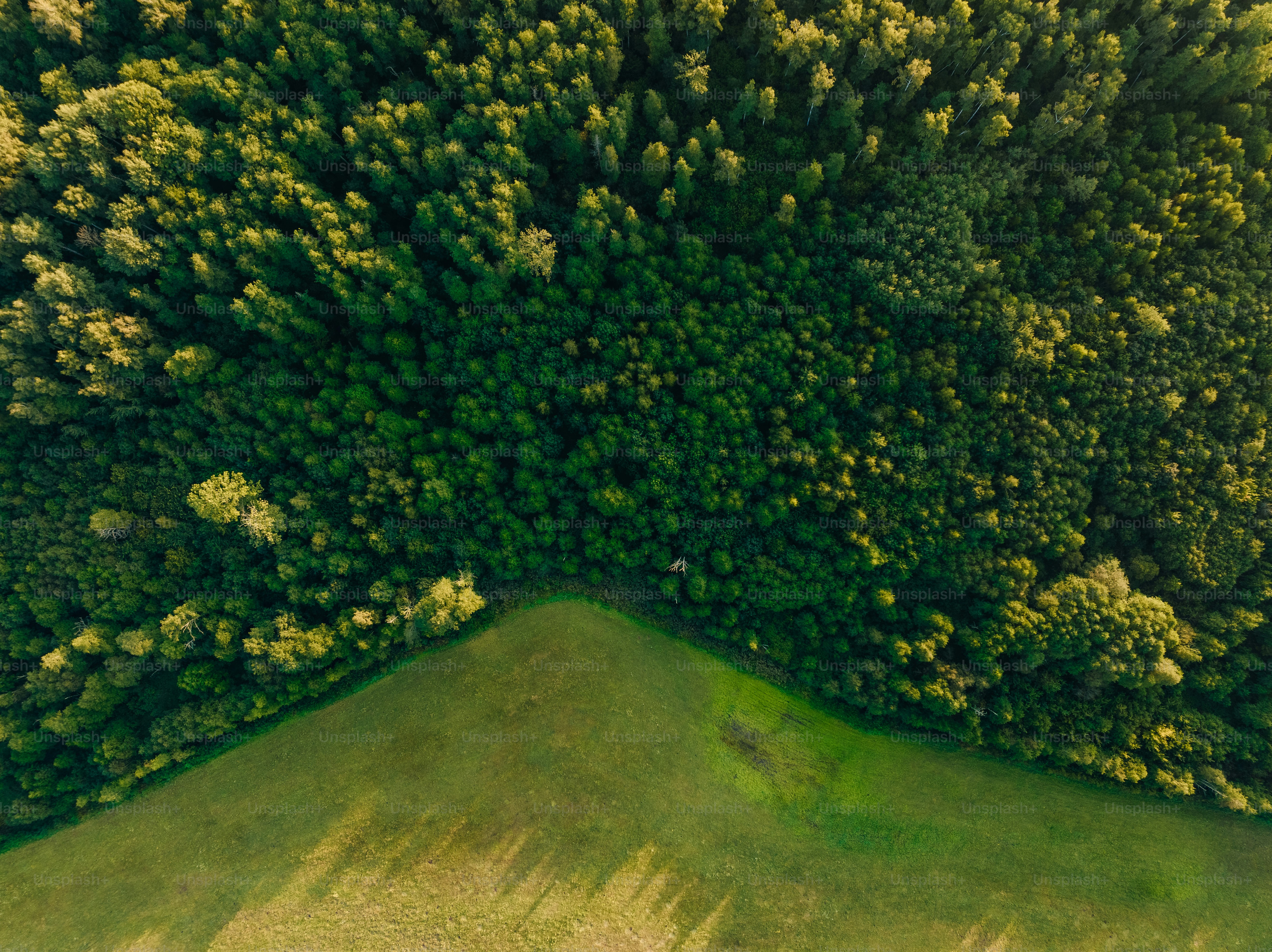 울창한 녹색 숲의 조감도