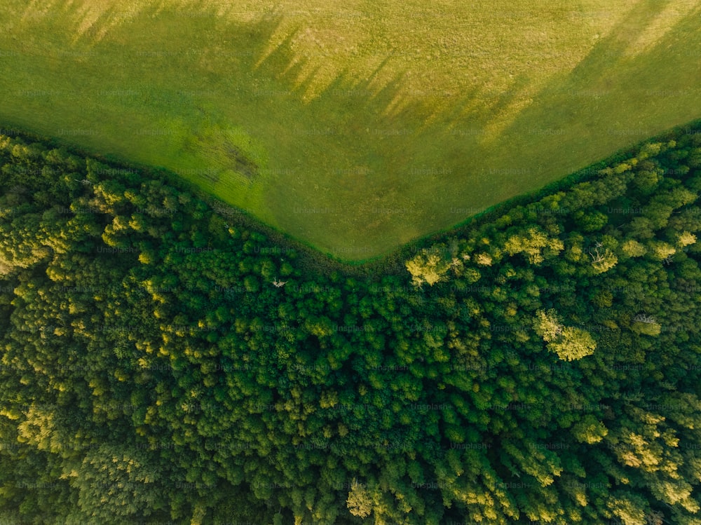 uma vista aérea de uma floresta verde exuberante