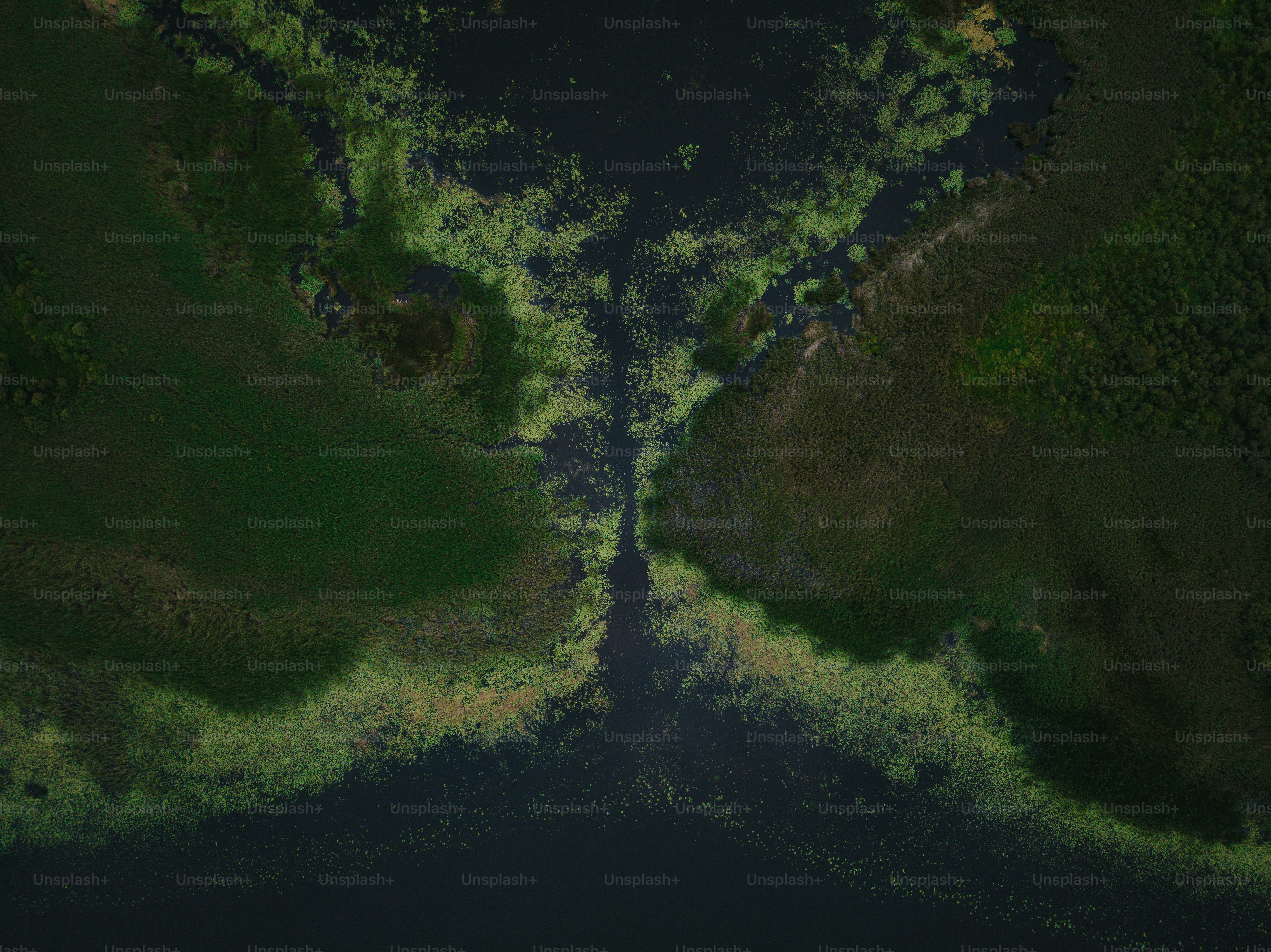 an aerial view of a river running through a lush green forest