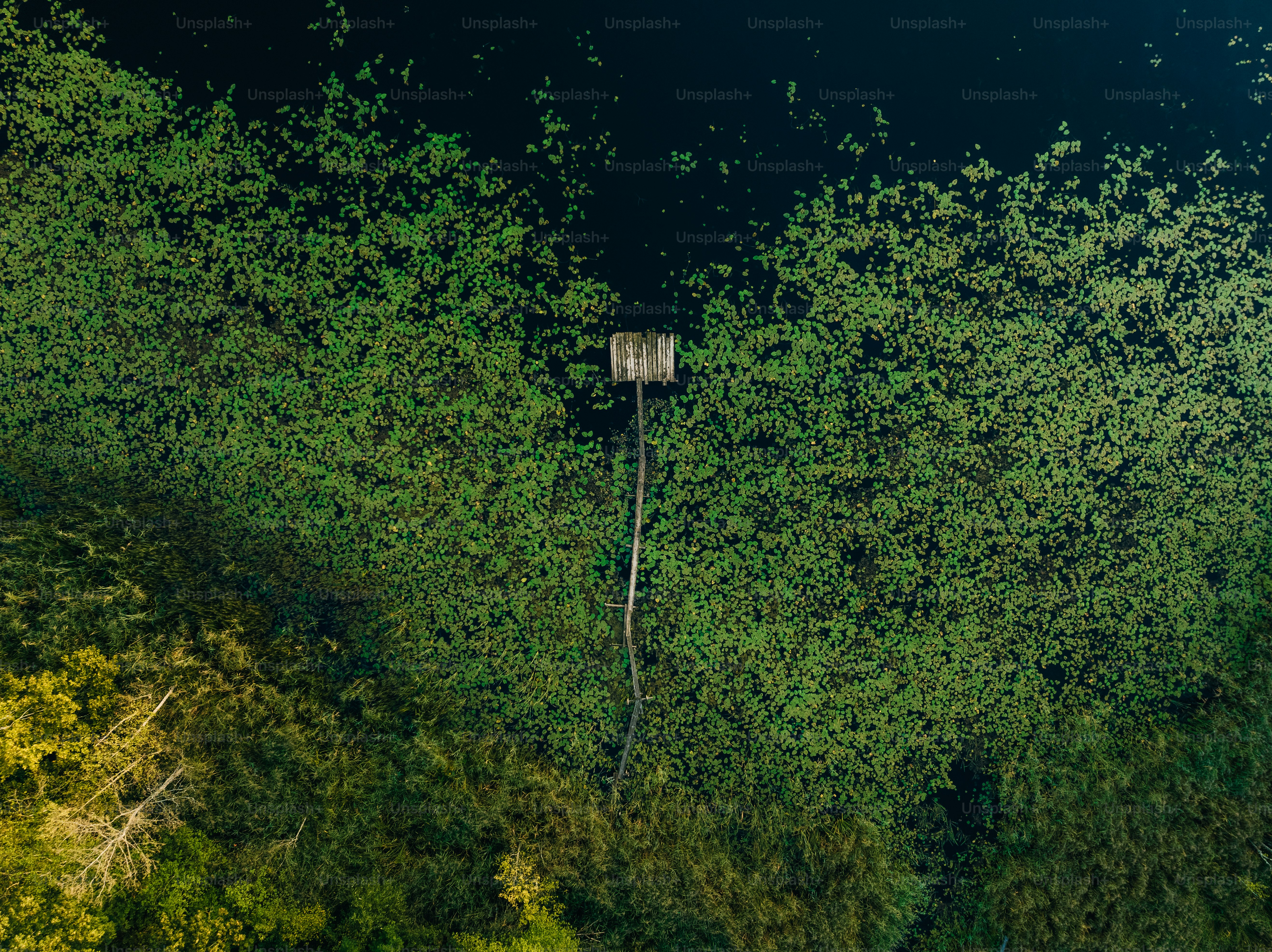 숲이 우거진 지역의 조감도