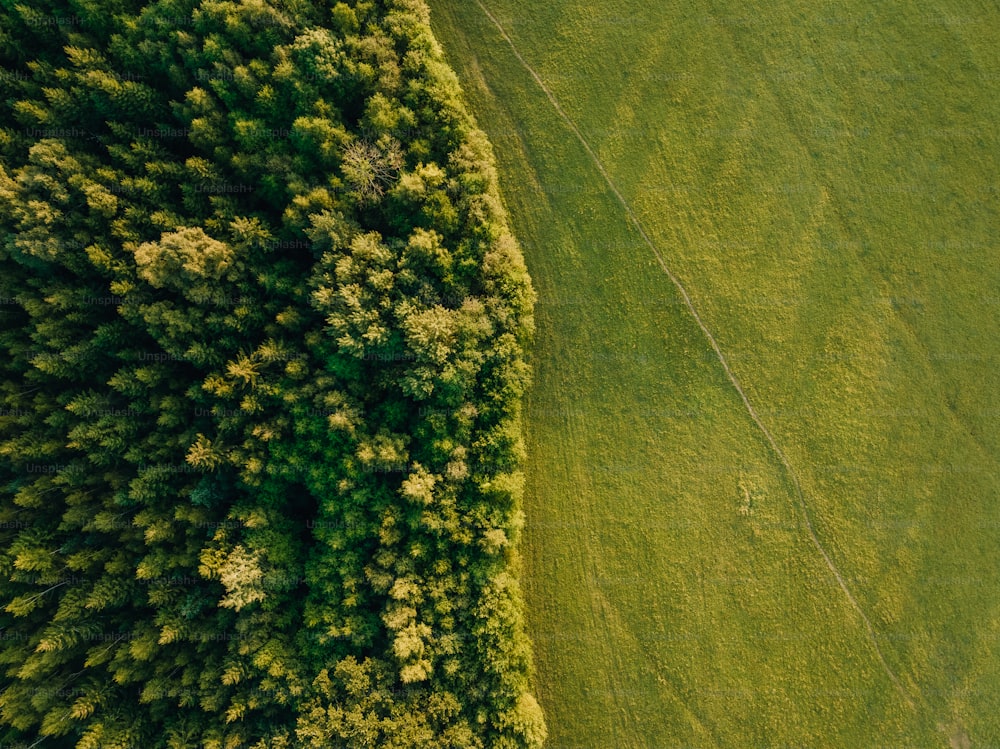 Eine Luftaufnahme einer üppig grünen Wiese