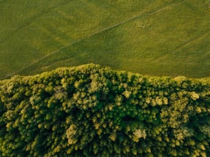 una veduta aerea di un rigoglioso campo verde