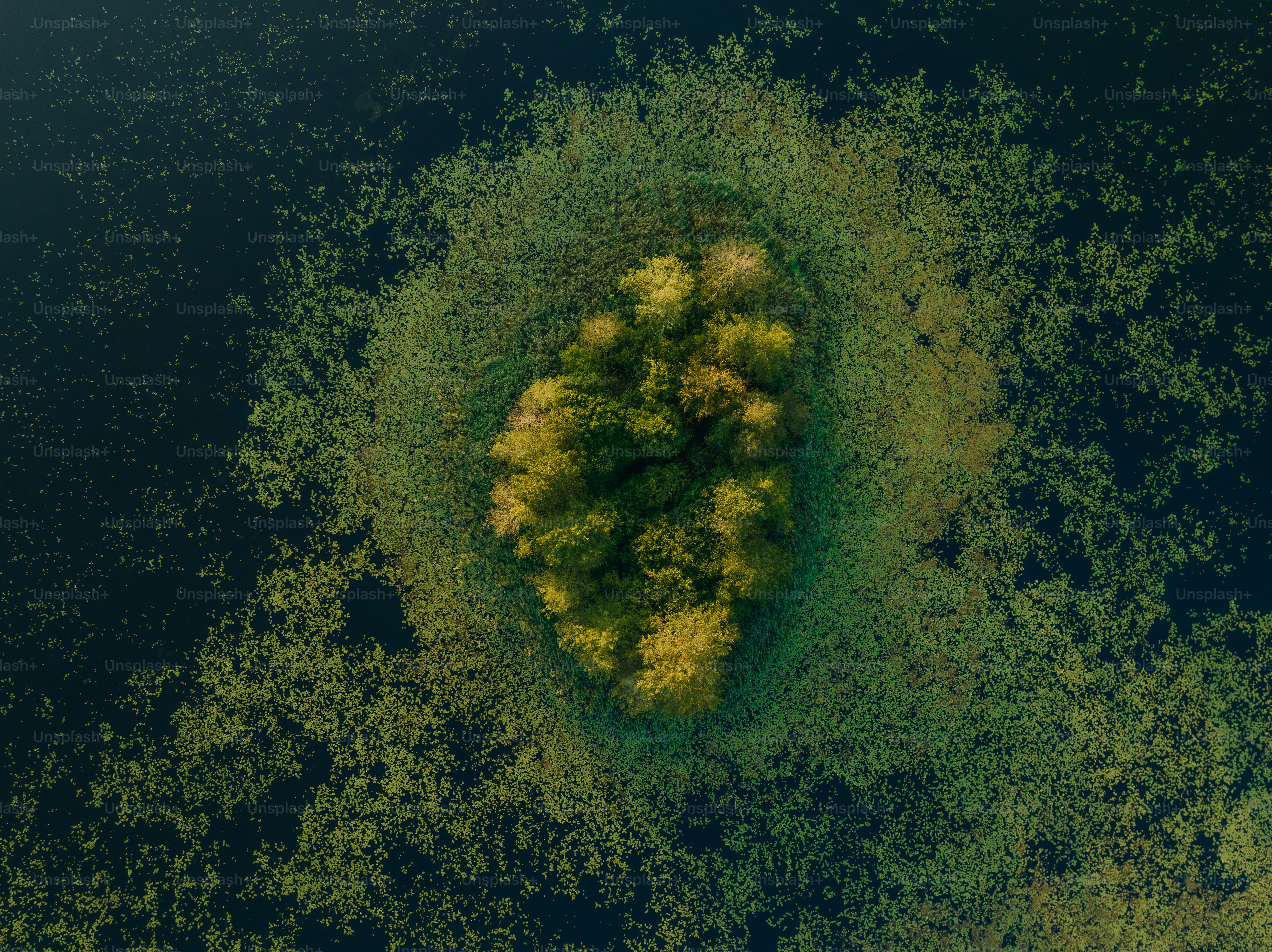 an aerial view of a tree in the middle of the water