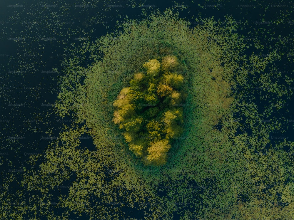 una veduta aerea di un albero in mezzo all'acqua