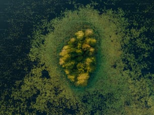 an aerial view of a tree in the middle of the water