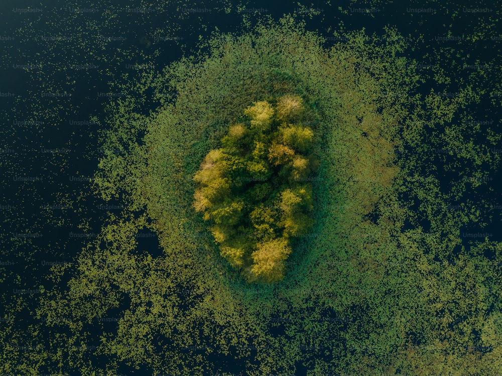 an aerial view of a tree in the middle of the water