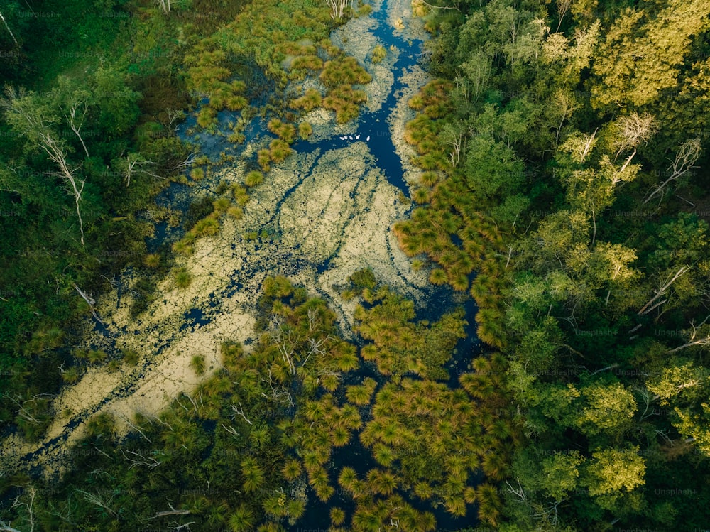 a river running through a lush green forest