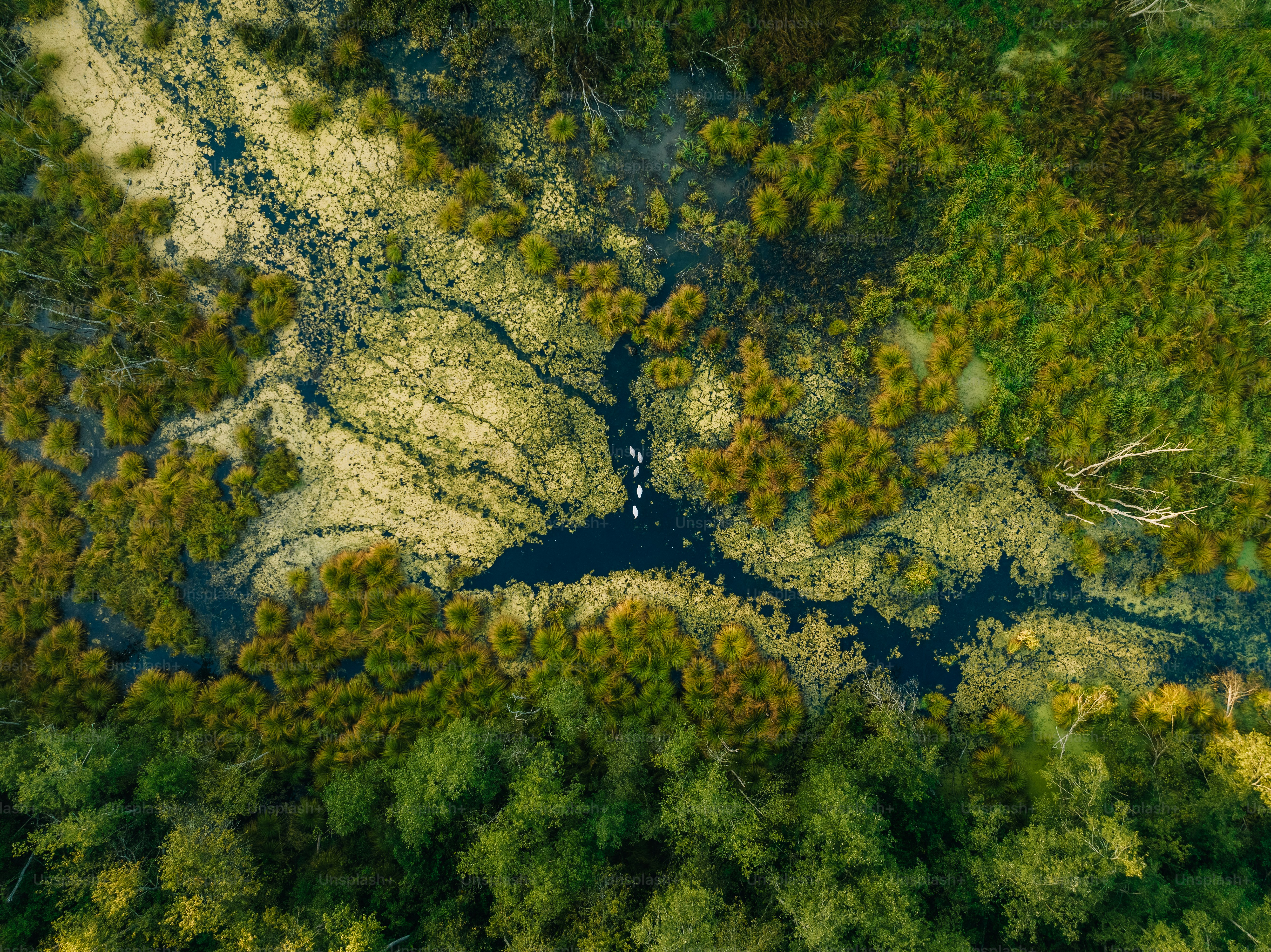 an aerial view of a river running through a forest