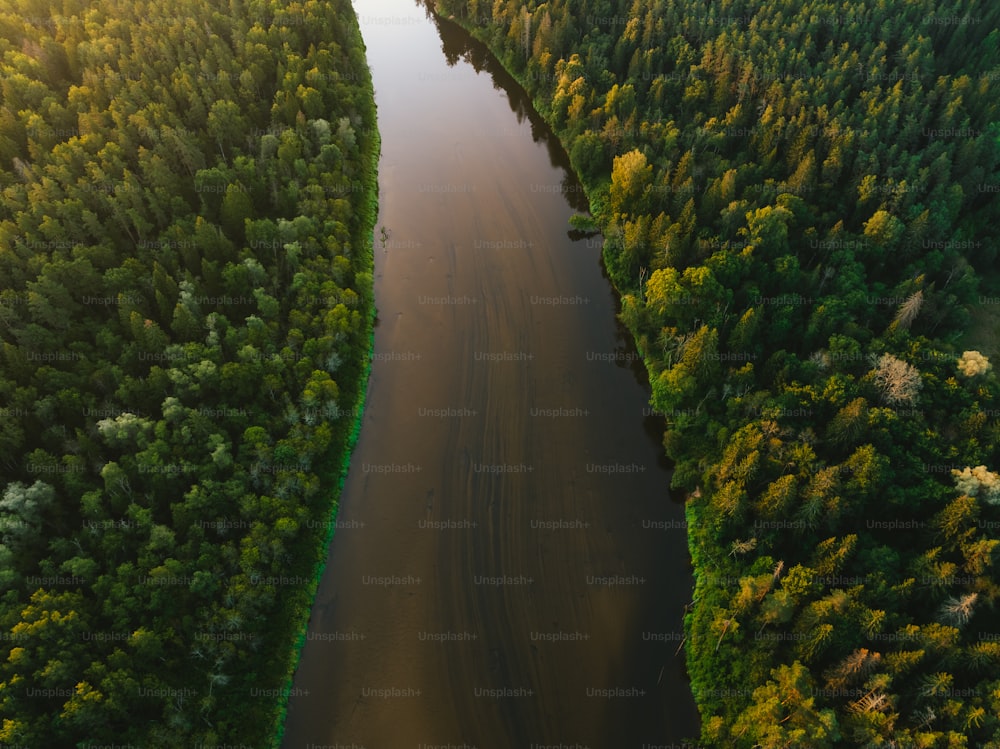 a river running through a lush green forest