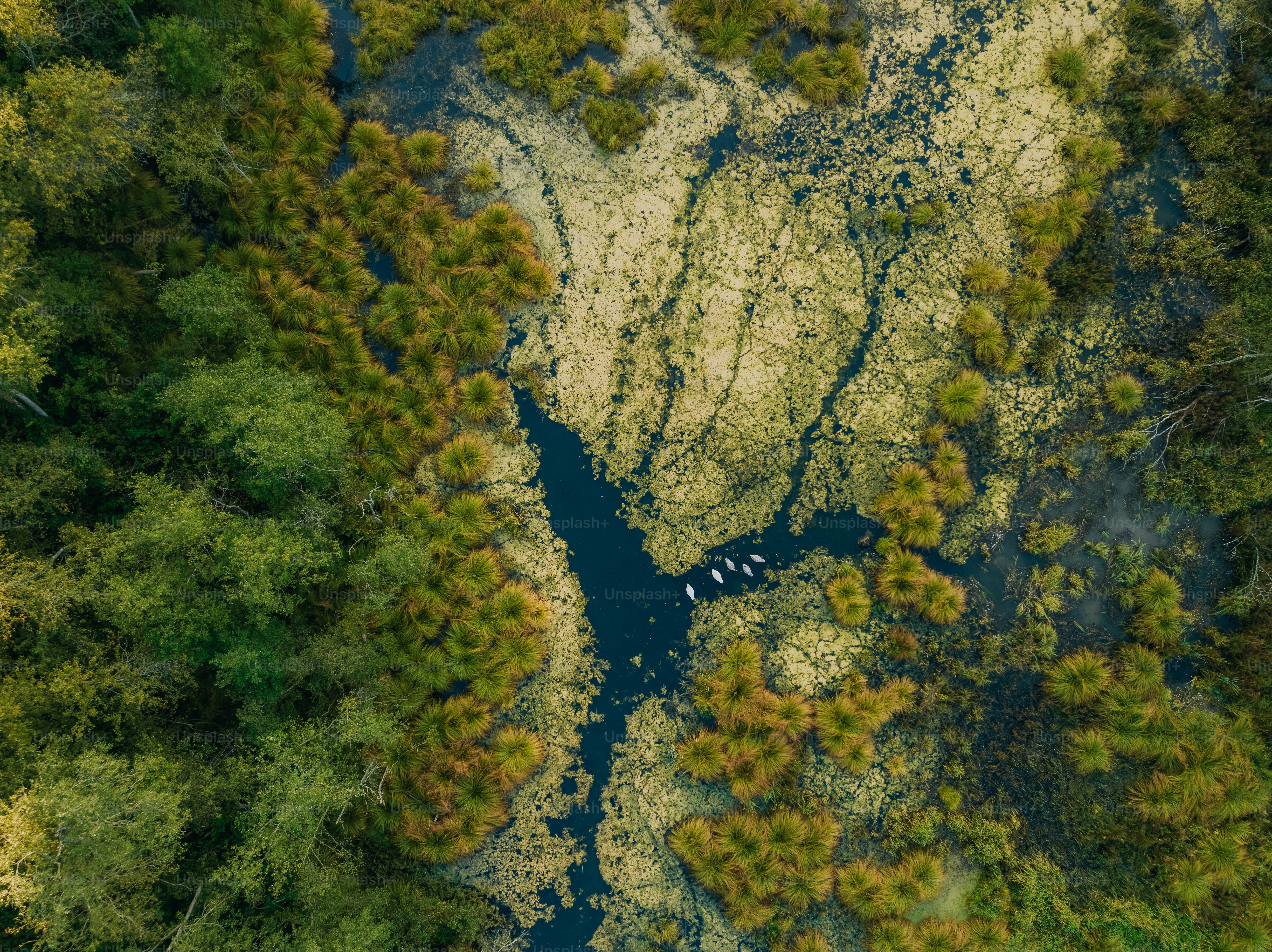 an aerial view of a river running through a forest