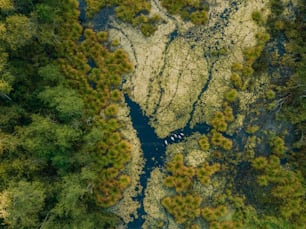 an aerial view of a river running through a forest